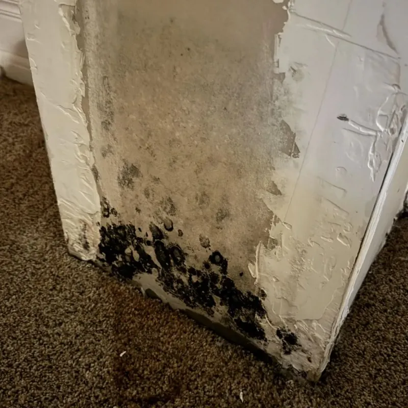 Professional Mold Removal in Salina, UT
